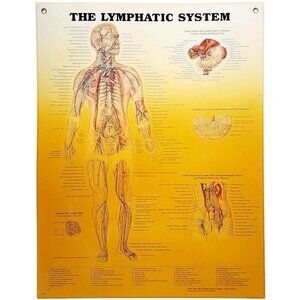 2000 Lymphatic System Anatomical Chart Laminated Poster Medical Hospital GstRm